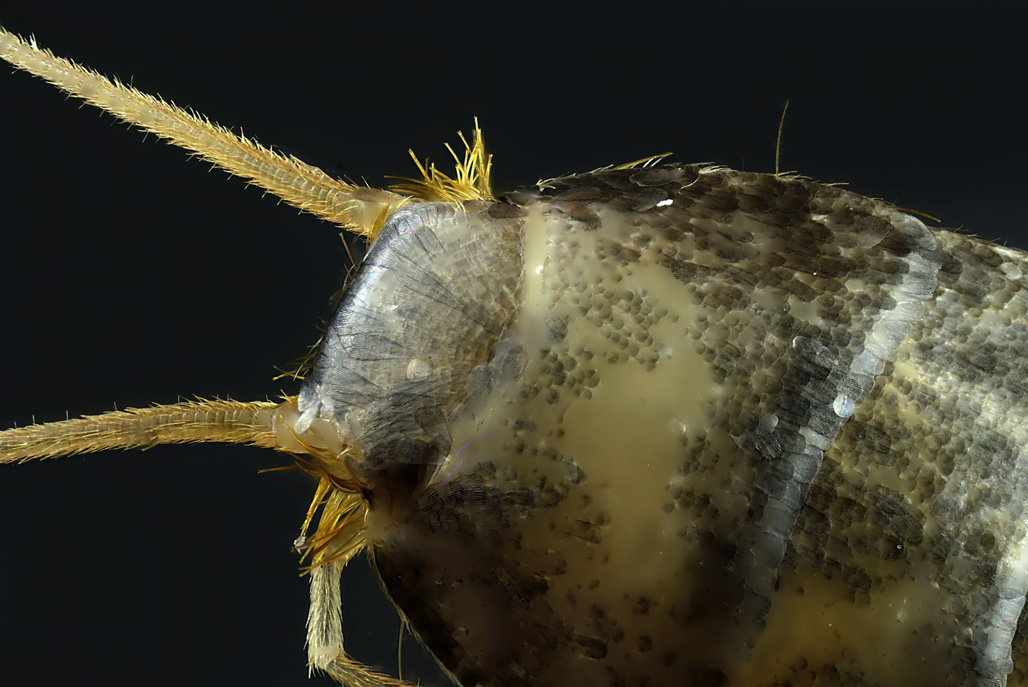 Extreme Macro of Silverfish Head, Lepisma saccharinum, Detailed Insect Anatomy Extreme Macro of Silverfish Head, Lepisma saccharinum, Detailed Insect Anatomy