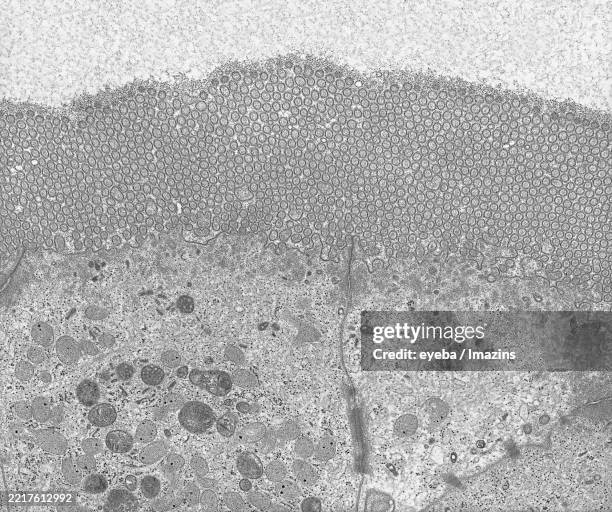 microvilli of duodenum - desmosome stock pictures, royalty-free photos & images