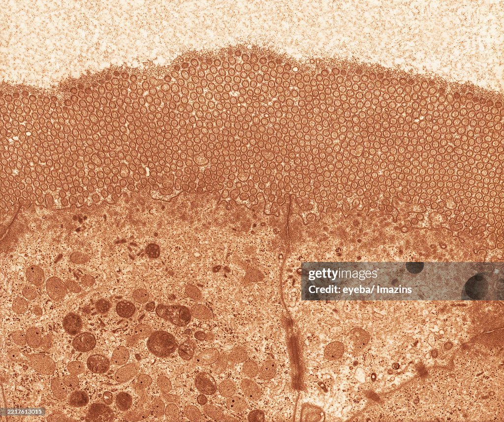 Microvilli of duodenum