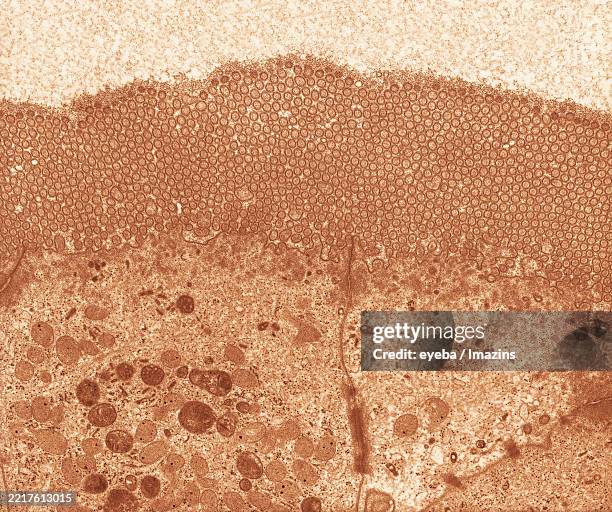 microvilli of duodenum - desmosome stock pictures, royalty-free photos & images