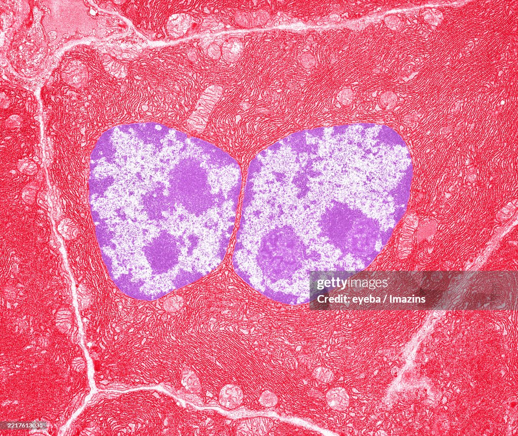 The Pancreatic acinar cells