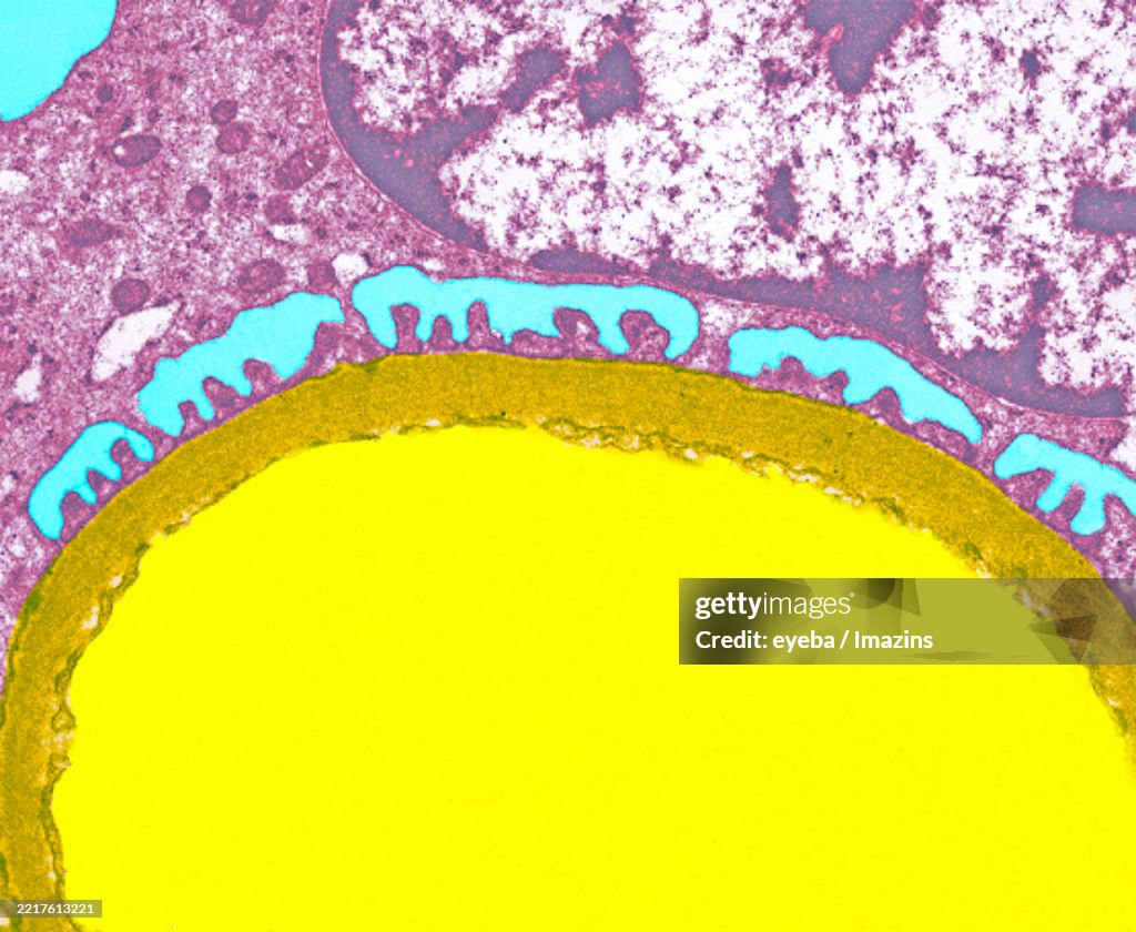 Basement membrane of glomerulus in the kidney