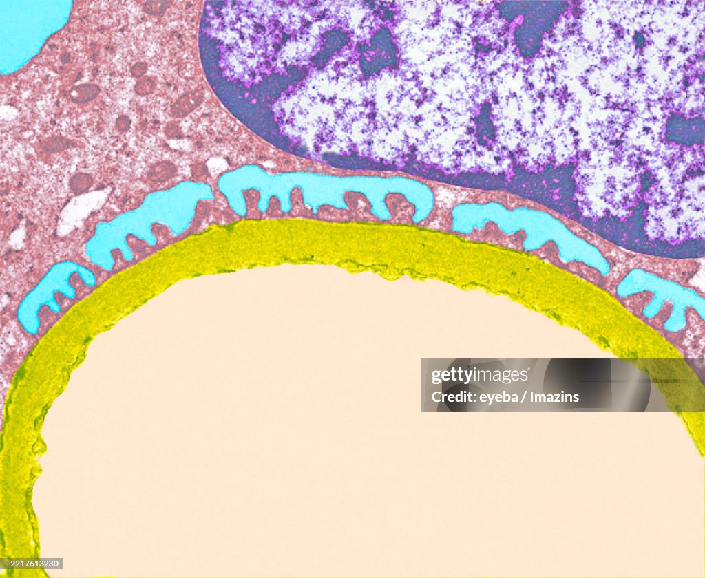 Basement membrane of glomerulus in the kidney