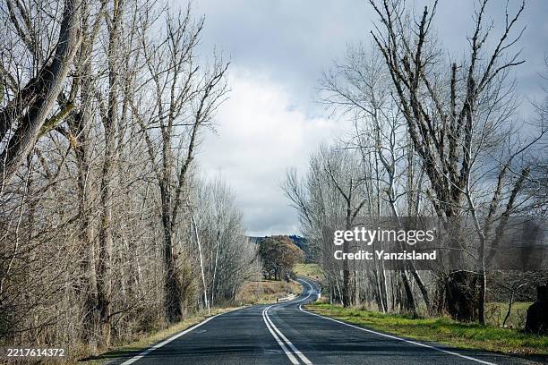country road and bare trees on the side in winter - kale boom stockfoto's en -beelden