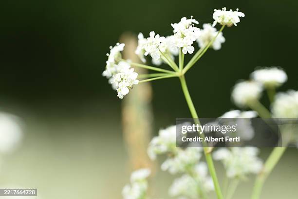 anthriscus sylvestris - cow parsley stock pictures, royalty-free photos & images
