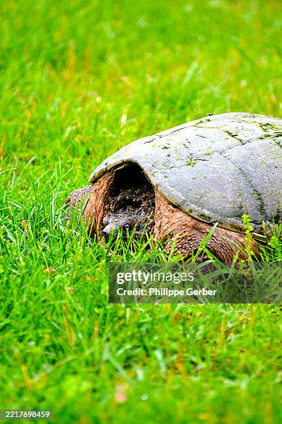 Snapping Turtle High-Res Stock Photo - Getty Images