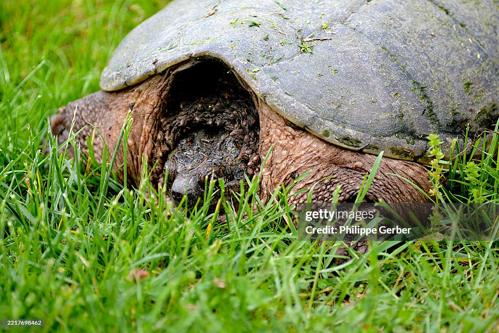 Snapping Turtle