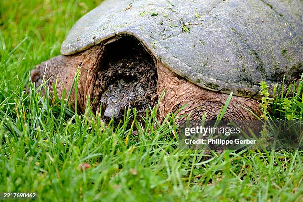 Snapping Turtle High-Res Stock Photo