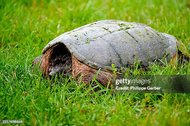 Snapping Turtle High-Res Stock Photo