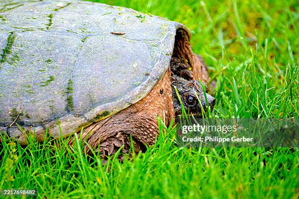 Snapping Turtle High-Res Stock Photo