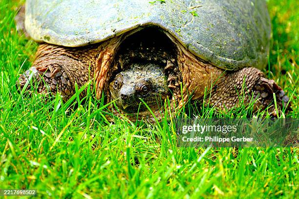 Snapple Turtle Shell Less 167 Snapping Turtle Shell Stock Photos, High-Res Pictures, and Images ...