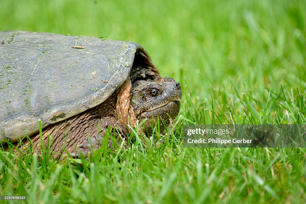 Snapping Turtle