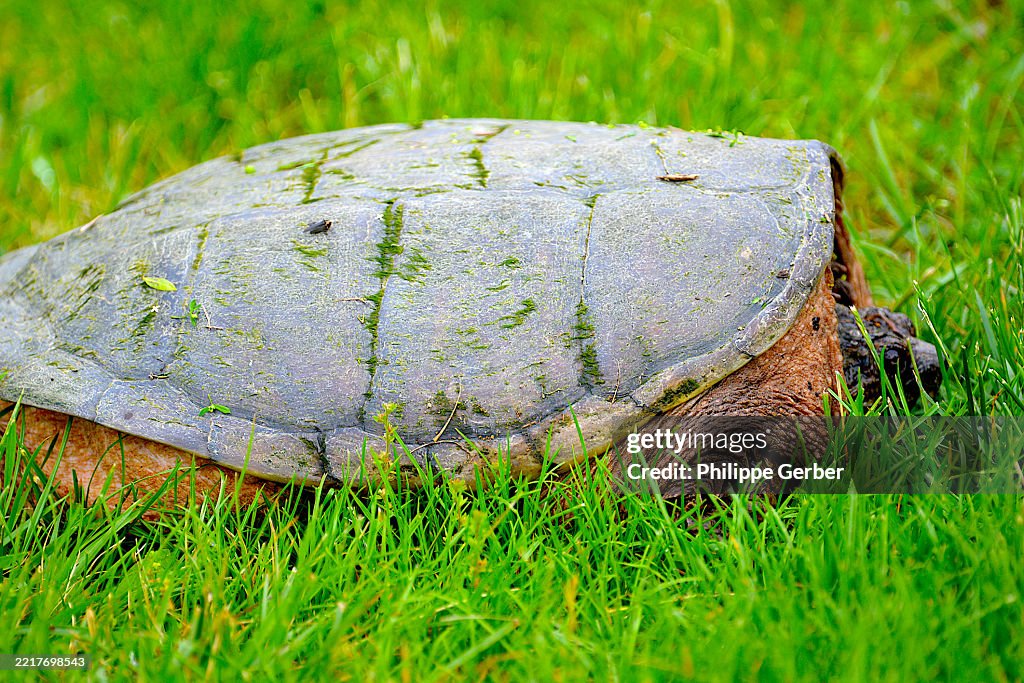 Snapping Turtle