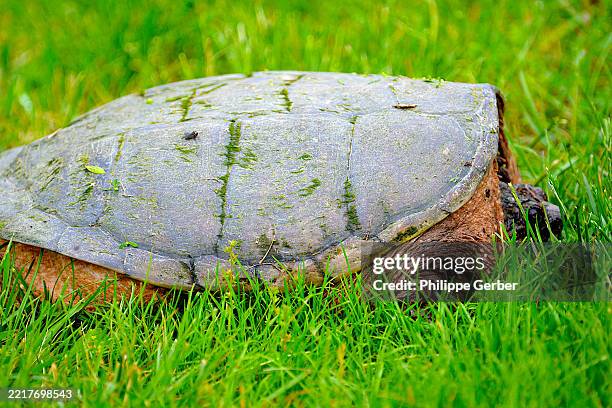 Snapping Turtle High-Res Stock Photo