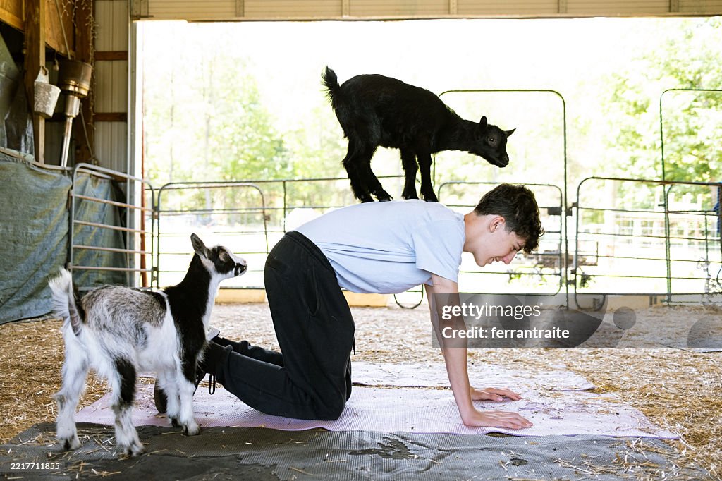 Teenage boy doing yoga with a young goat on his back