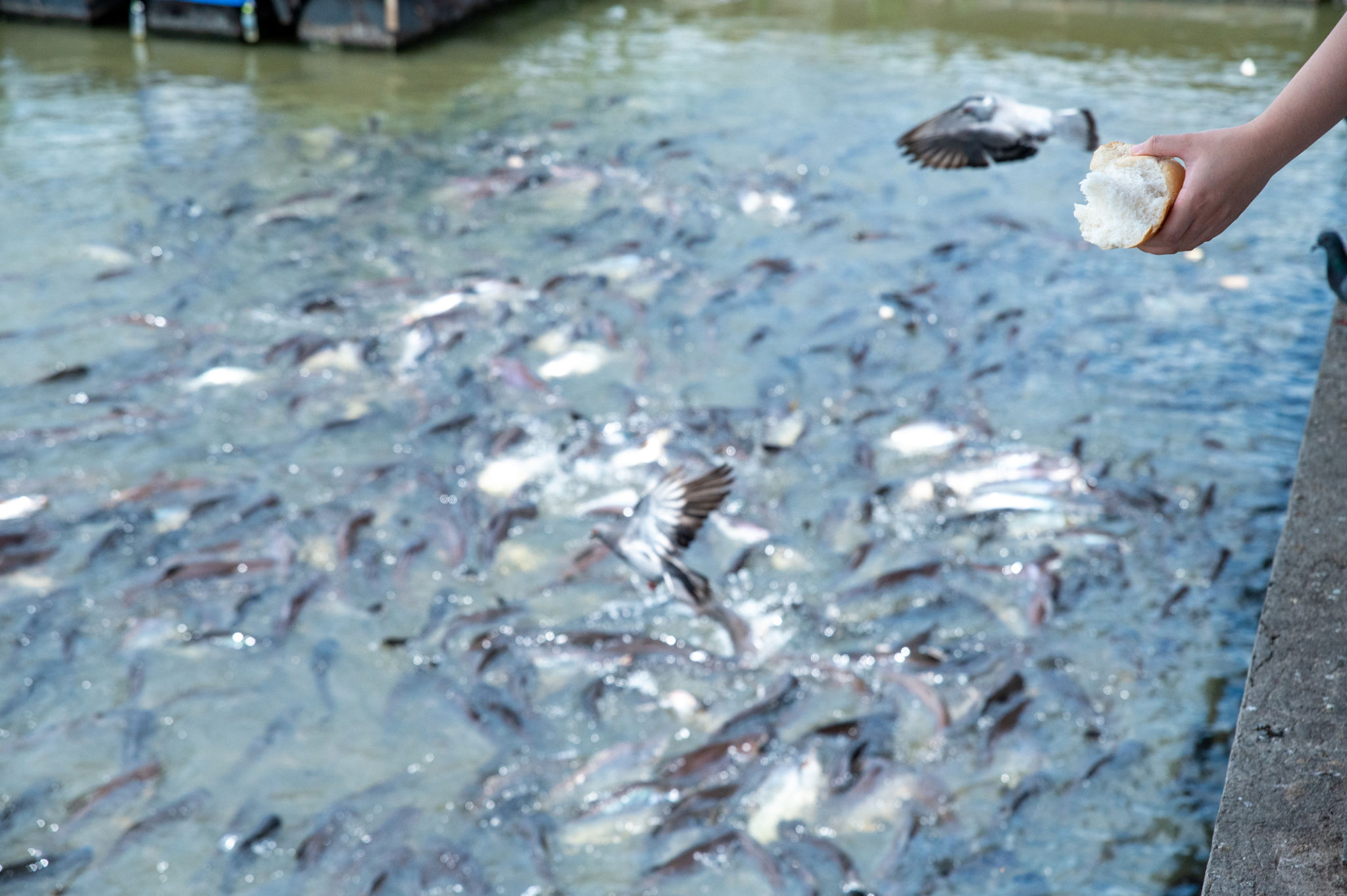 Feeding catfish Feeding catfish