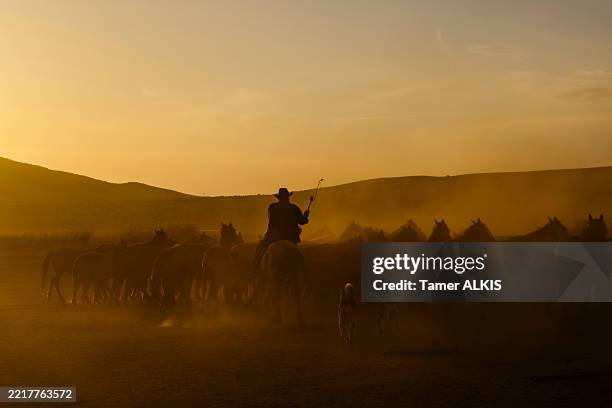 horseman galloping with wild horses on a vast anatolian landscape - taming horse stock pictures, royalty-free photos & images