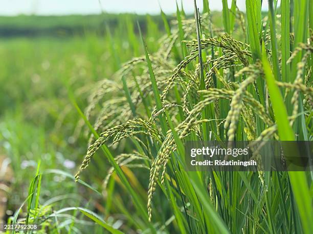 Startingline Rice 1,289 Rice Shine Stock Photos, High-Res Pictures, and Images - Getty Images