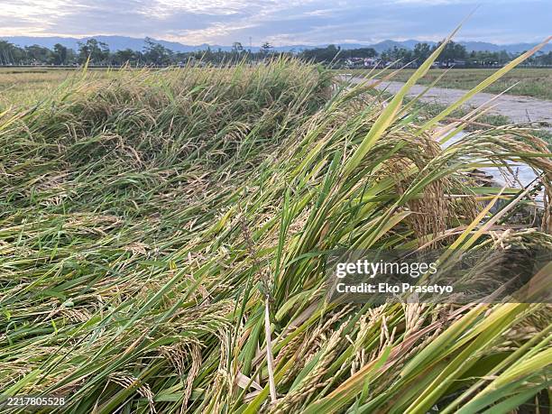Red Rice Damage 208 Damage Rice Plant Stock Photos, High-Res Pictures, and Images ...