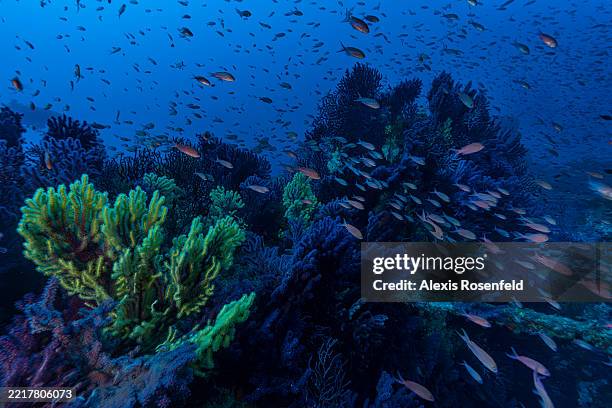 Swallowtail seaperch populate a forest of red gorgonians on October 5, 2022 in Saint-Raphaël, France. In response to the climate emergency, UNESCO...