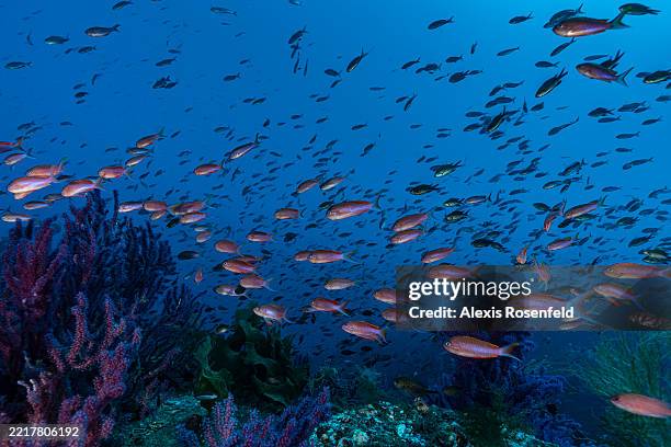 Swallowtail seaperch populate a forest of red gorgonians on October 5, 2022 in Saint-Raphaël, France. In response to the climate emergency, UNESCO...