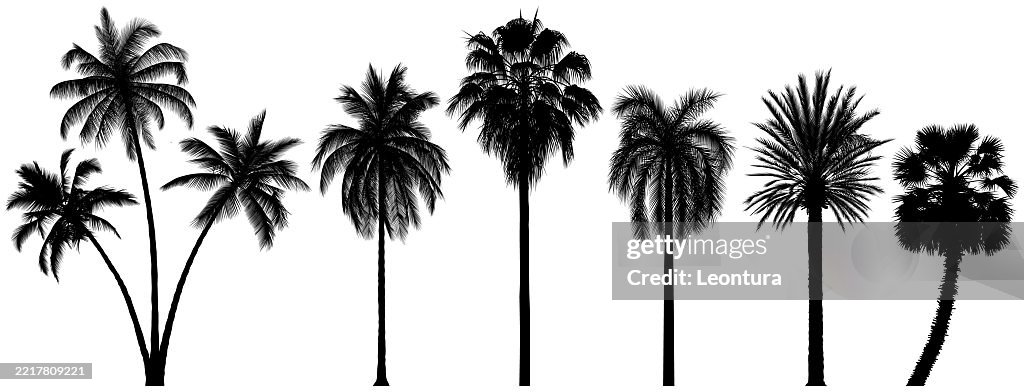 Palm Tree Silhouettes