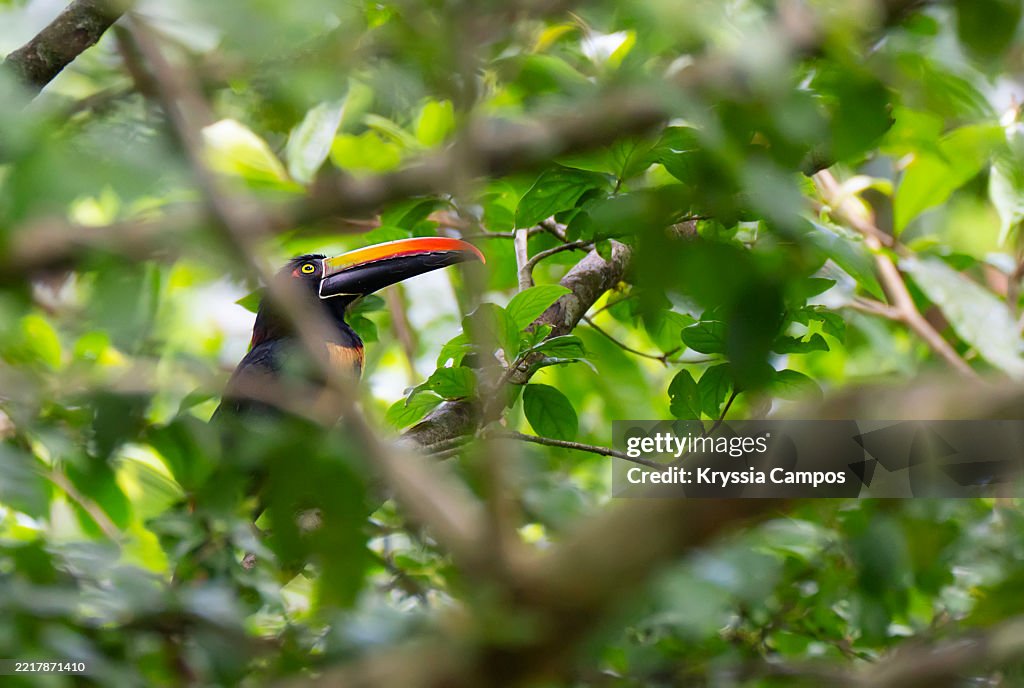 Fiery-billed Aracari Perched Among Jungle Foliage in Tropical Forest
