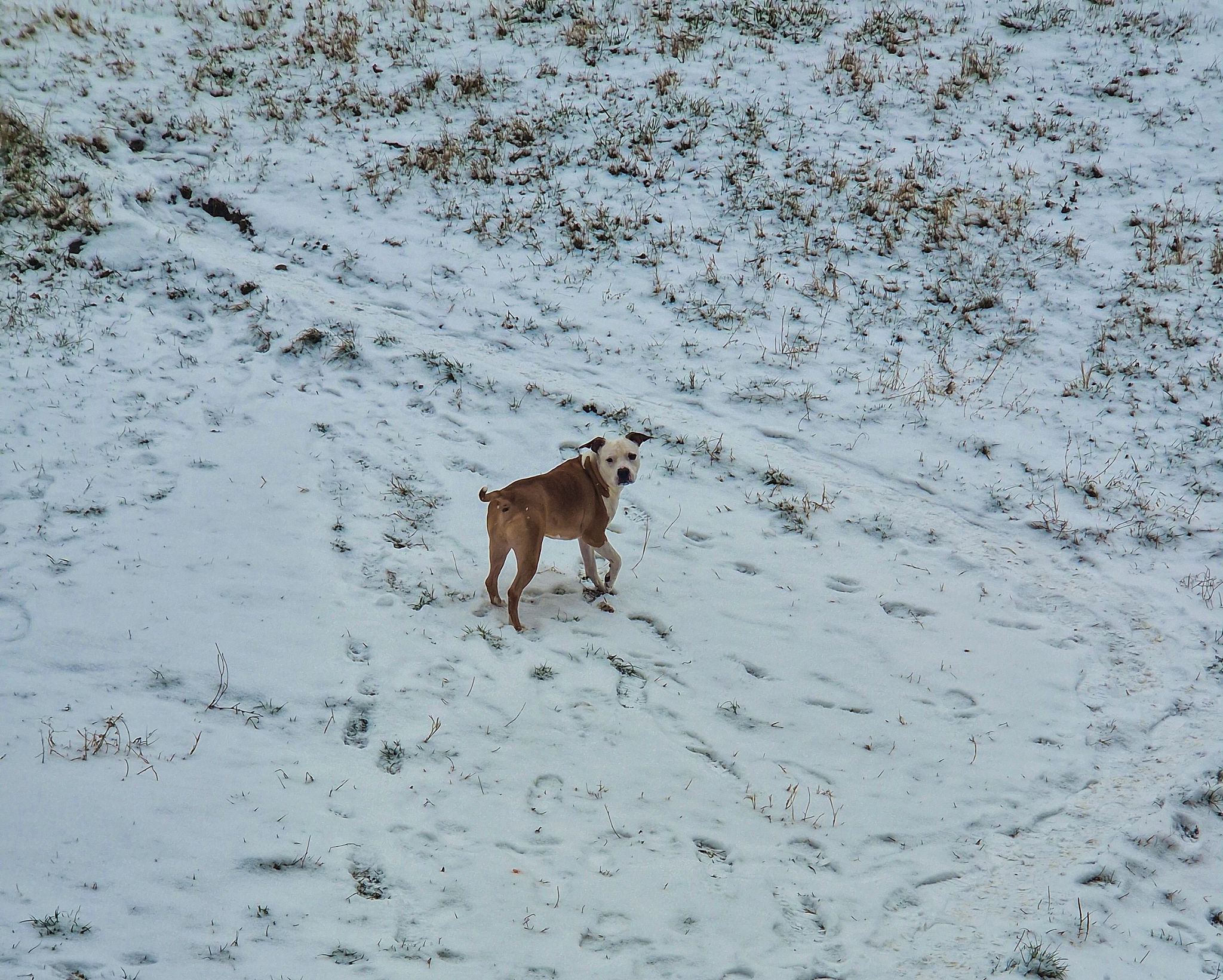 Randomly photos of dogs outside Randomly photos of dogs outside