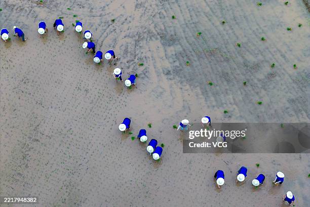 Farmers transplant rice seedlings in a field on May 31, 2025 in Shaoxing, Zhejiang Province of China.