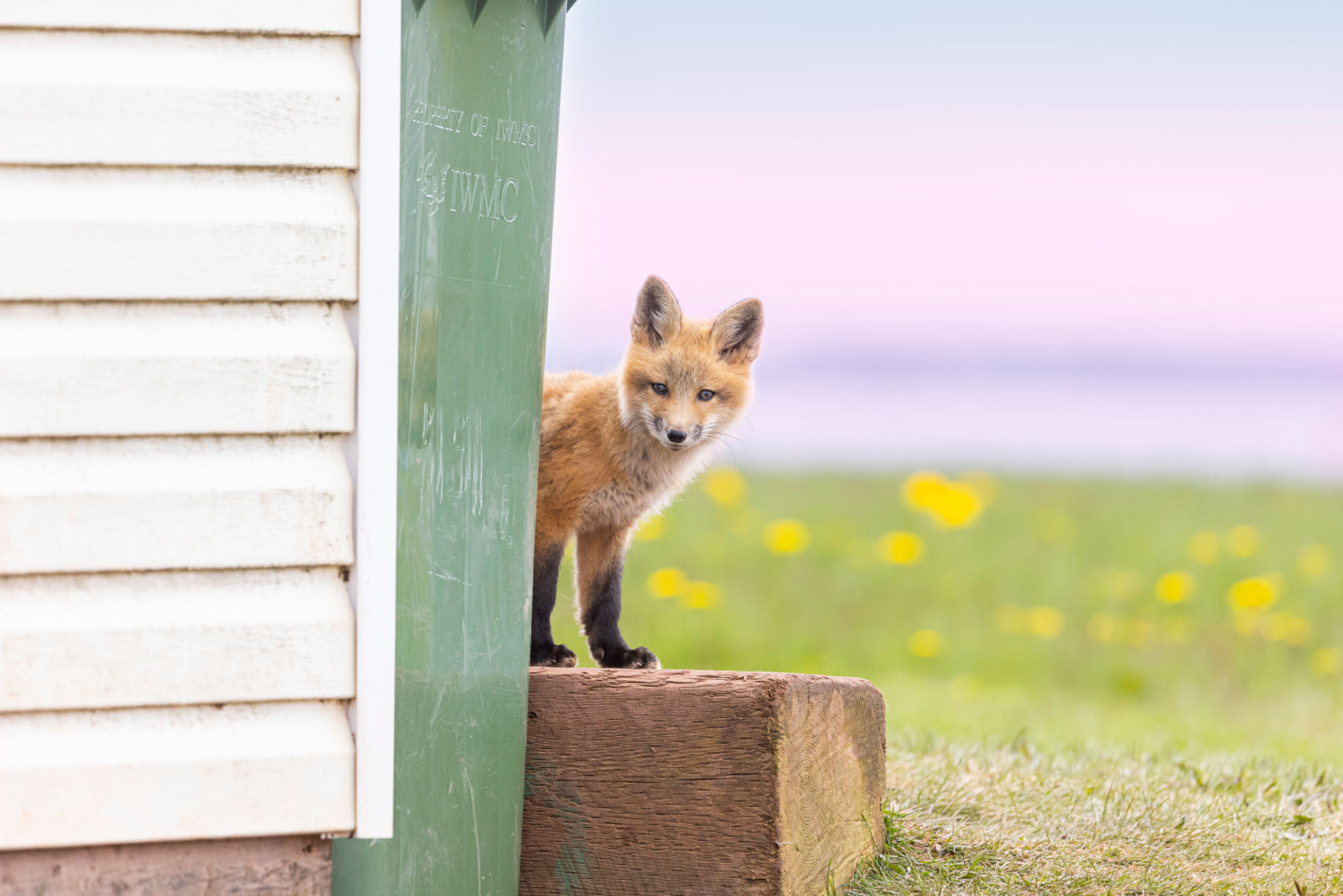 urban wildlife