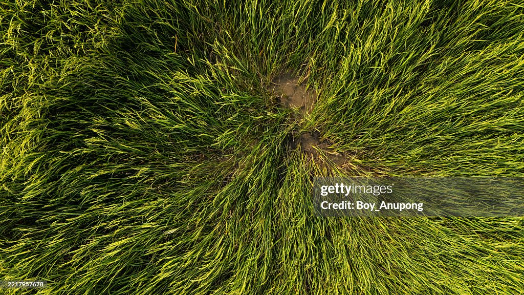 Falling Rice Stream Aerial View Of Paddy Rices Falling Caused Of Heavy Wind Rice Falls Will ...