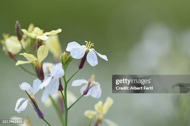 raphanus raphanistrum - crucifers stock pictures, royalty-free photos & images
