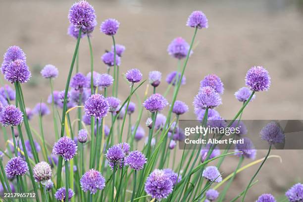 blooming allium schoenoprasum - cebolinho imagens e fotografias de stock