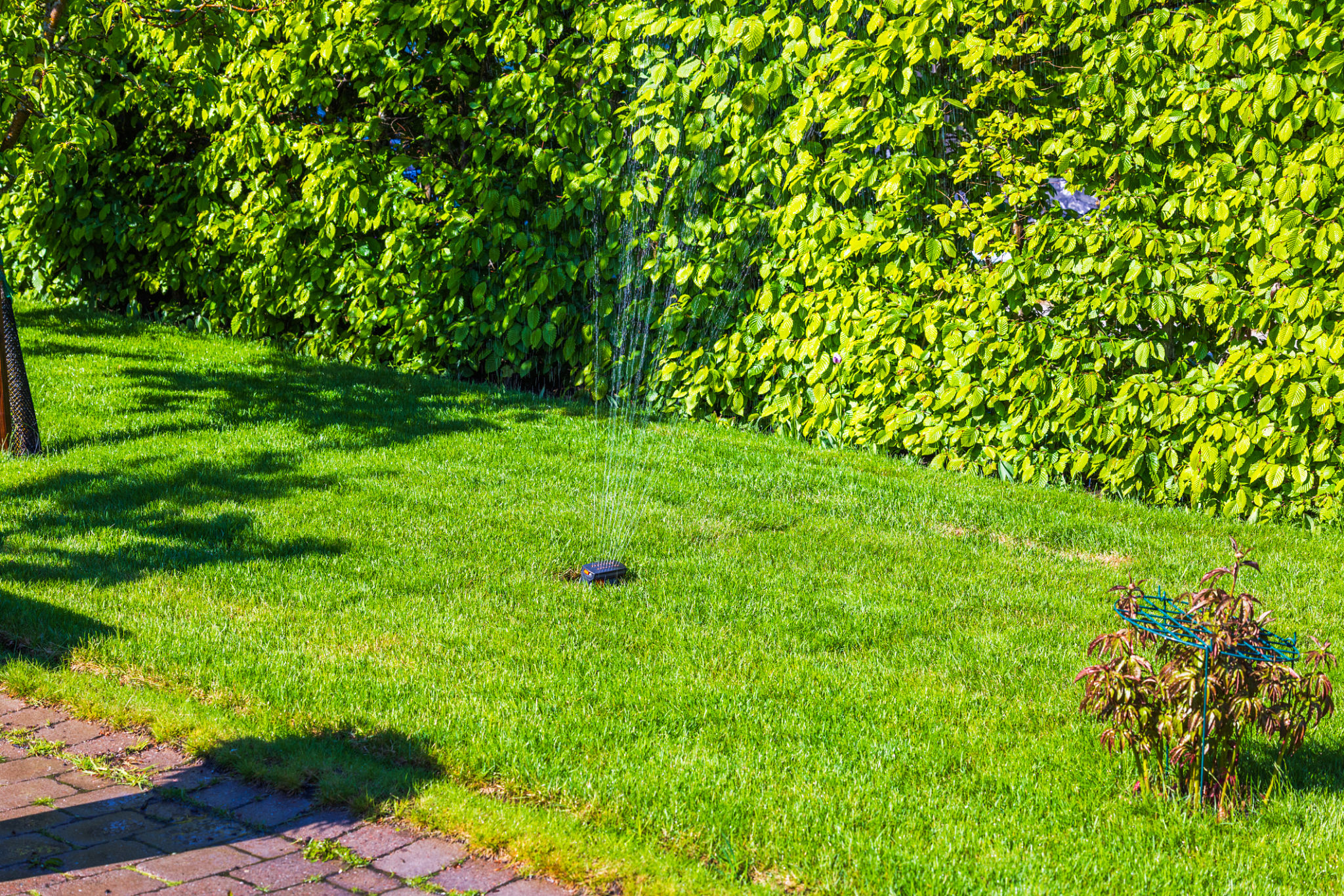 backyard maintenance