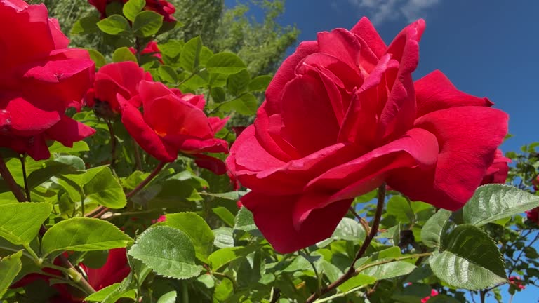 https://media.gettyimages.com/id/2217992417/video/red-roses-blossom-against-blue-sky.jpg?b=1&s=640x640&k=20&c=_8iRmbcM8hEzIfG-CRMR5DjpIbvznf1kHvak4SLBCSE=