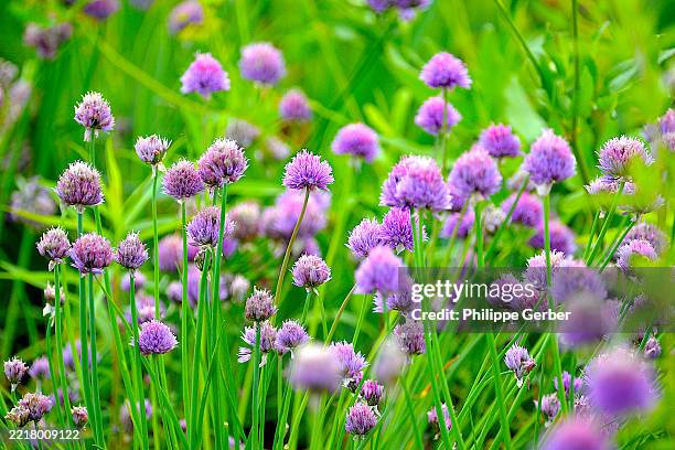 chive blossoms - cebolinho imagens e fotografias de stock
