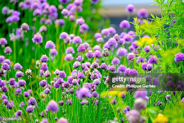 chive blossoms - cebolinho imagens e fotografias de stock