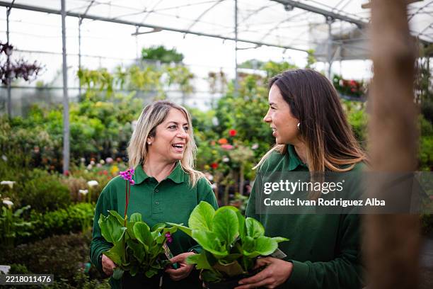two female garden center workers carrying plants and chatting in greenhouse - plant nursery stock pictures, royalty-free photos & images