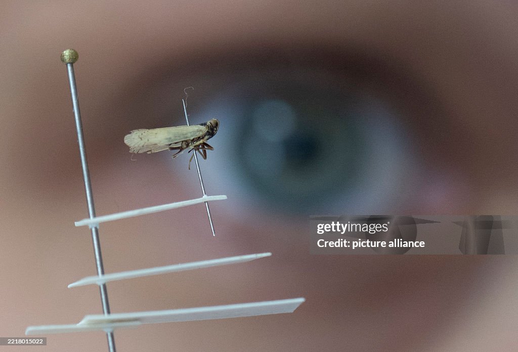 Cicada becomes a danger for farmers