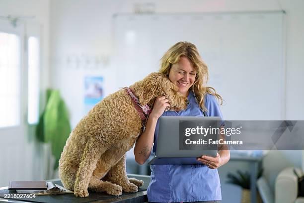 veterinarian smiling while reviewing laptop with dog in bright office - veterinarian stock pictures, royalty-free photos & images