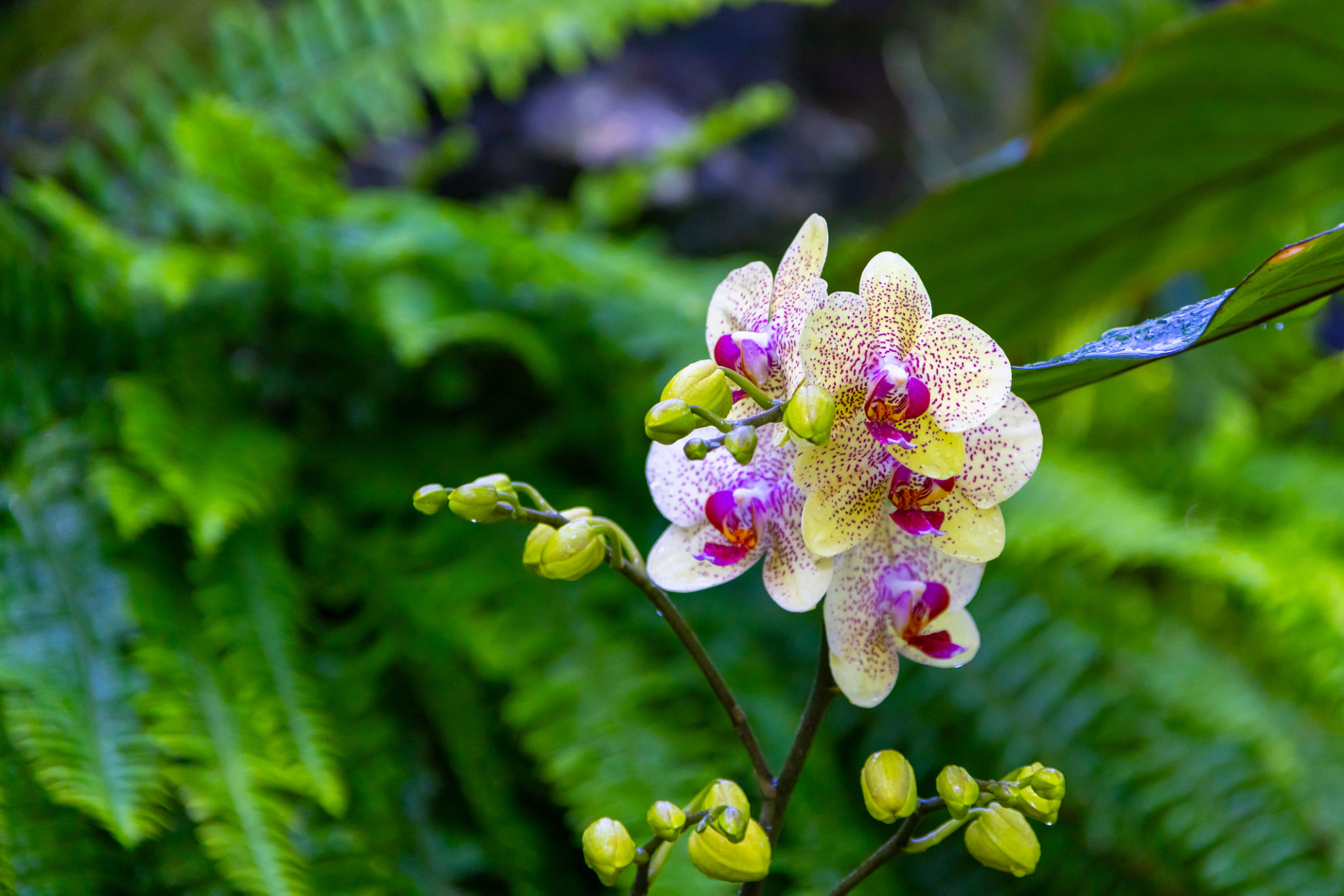 orchid flower