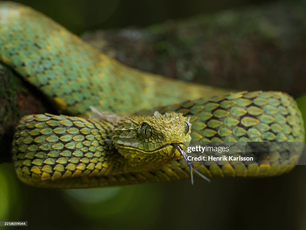 Close up of a Variable bush viper (Atheris squamigera) in rainforest environment, Kakamega rainforest