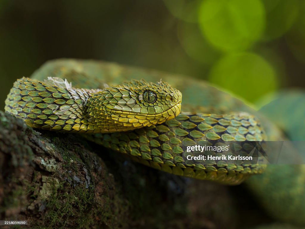 Close up of a Variable bush viper (Atheris squamigera) in rainforest environment, Kakamega rainforest