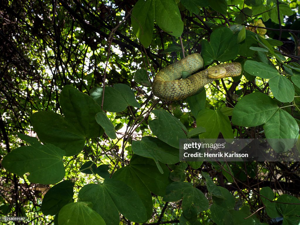 Variable bush viper (Atheris squamigera) in rainforest environment, Kakamega rainforest