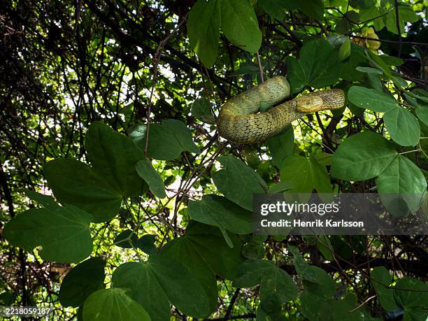 Variable Viper 80 Bush Viper Stock Photos, High-Res Pictures, and Images - Getty Images