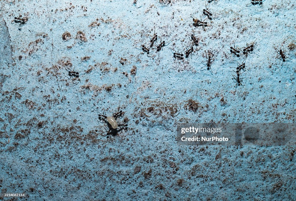 Longhorn Crazy Ant (Paratrechina Longicornis) - Domestic Pest - World Environment Day