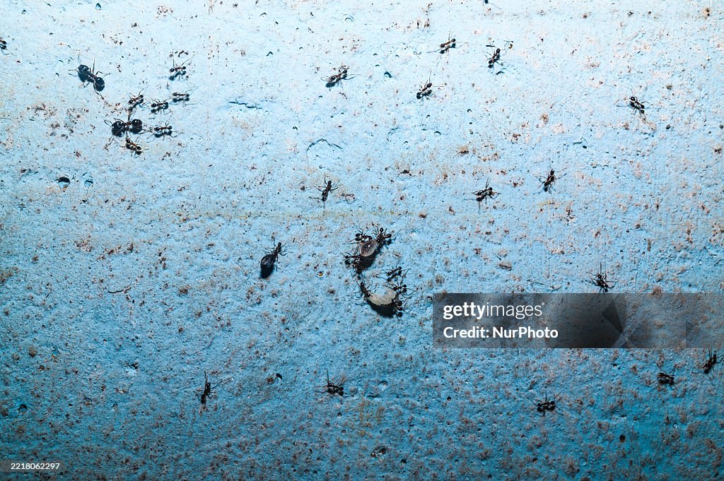 Longhorn Crazy Ant (Paratrechina Longicornis) - Domestic Pest - World Environment Day