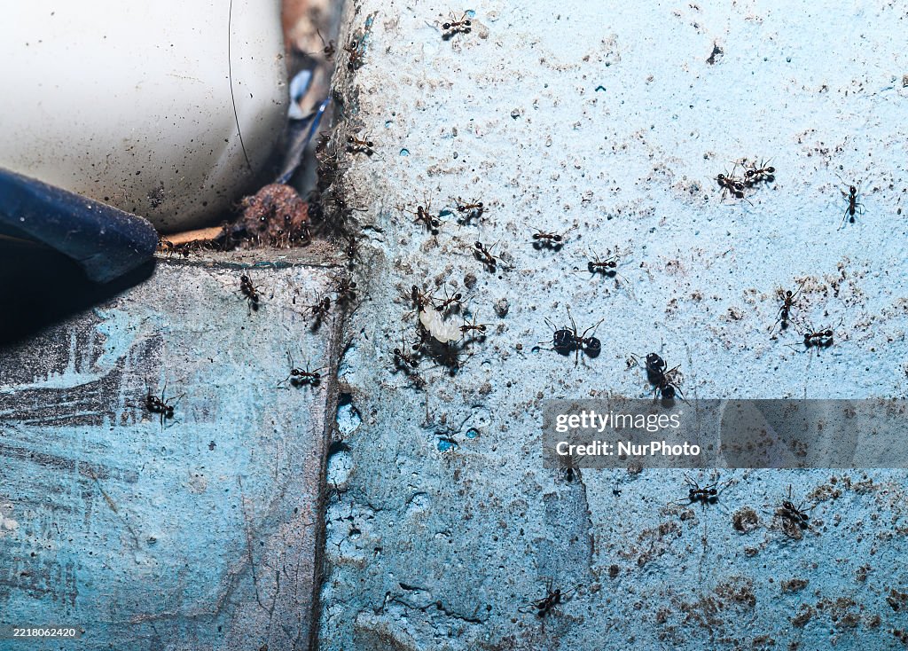Longhorn Crazy Ant (Paratrechina Longicornis) - Domestic Pest - World Environment Day