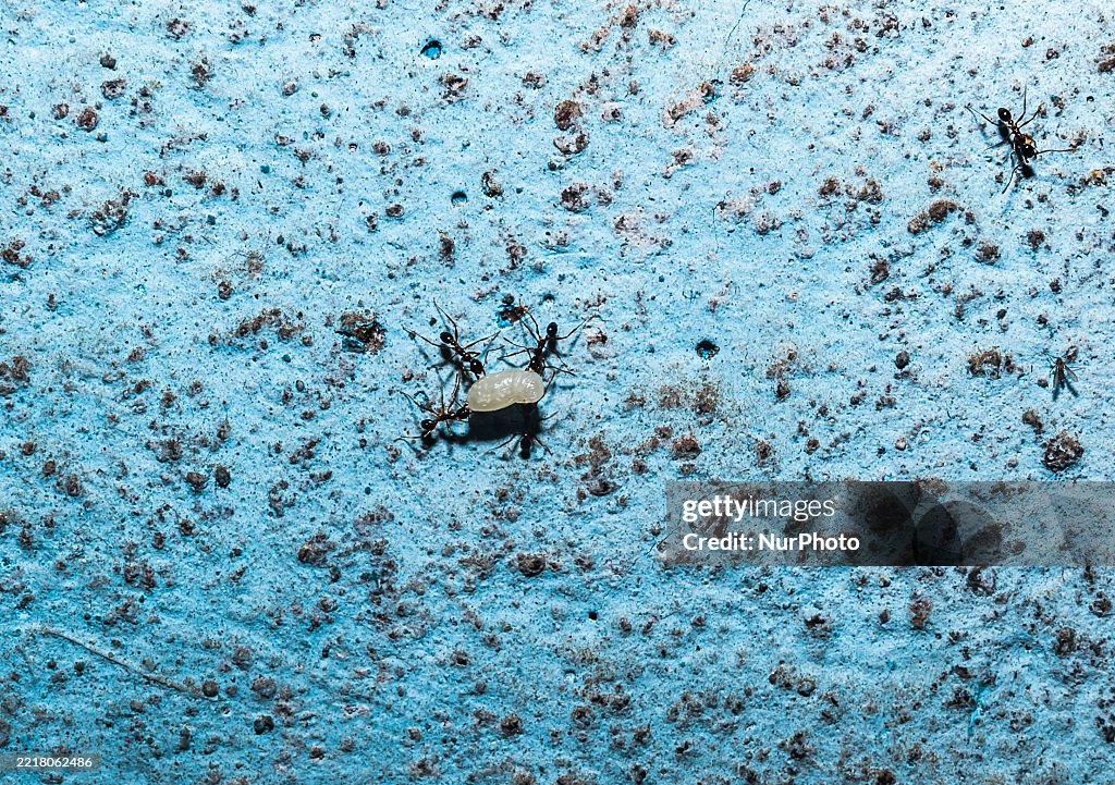 Longhorn Crazy Ant (Paratrechina Longicornis) - Domestic Pest - World Environment Day