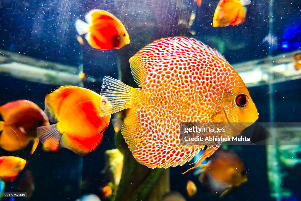 Orange fish in acquarium